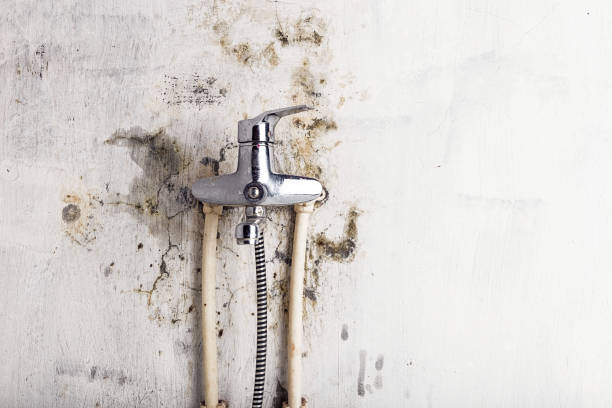 Best Mold Remediation Services  in Las Campanas, NM
