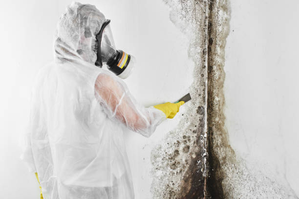 Best Mold Remediation  in Las Campanas, NM