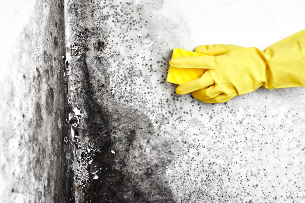 Best Affordable Mold Removal  in Las Campanas, NM