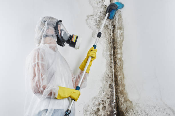Best Professional Mold Removal  in Las Campanas, NM