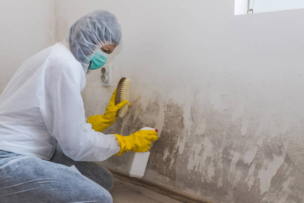 Las Campanas, NM Mold Removal Company
