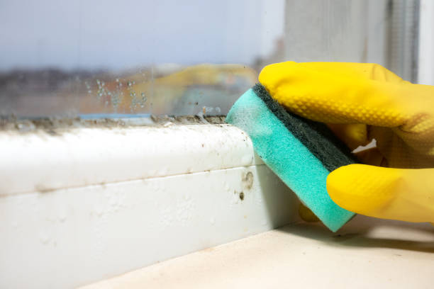 Best Mold Removal Near Me  in Las Campanas, NM