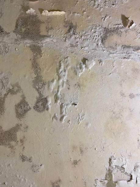Attic Mold Removal in Las Campanas, NM