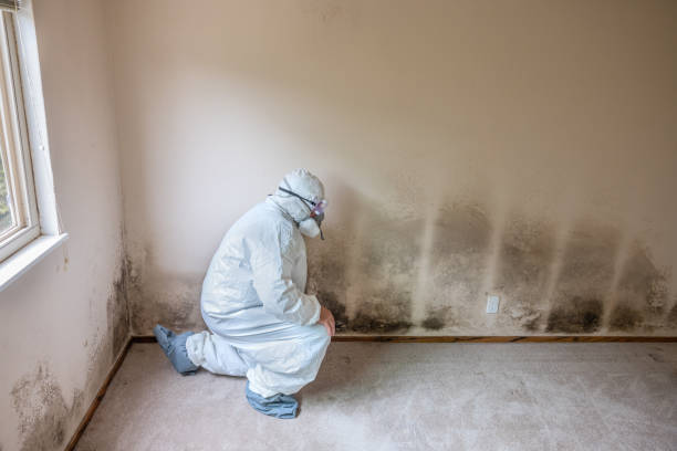 Best Mold Damage Repair  in Las Campanas, NM
